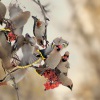 Brkoslav severni - Bombycilla garrulus - Bohemian Waxwing 9262